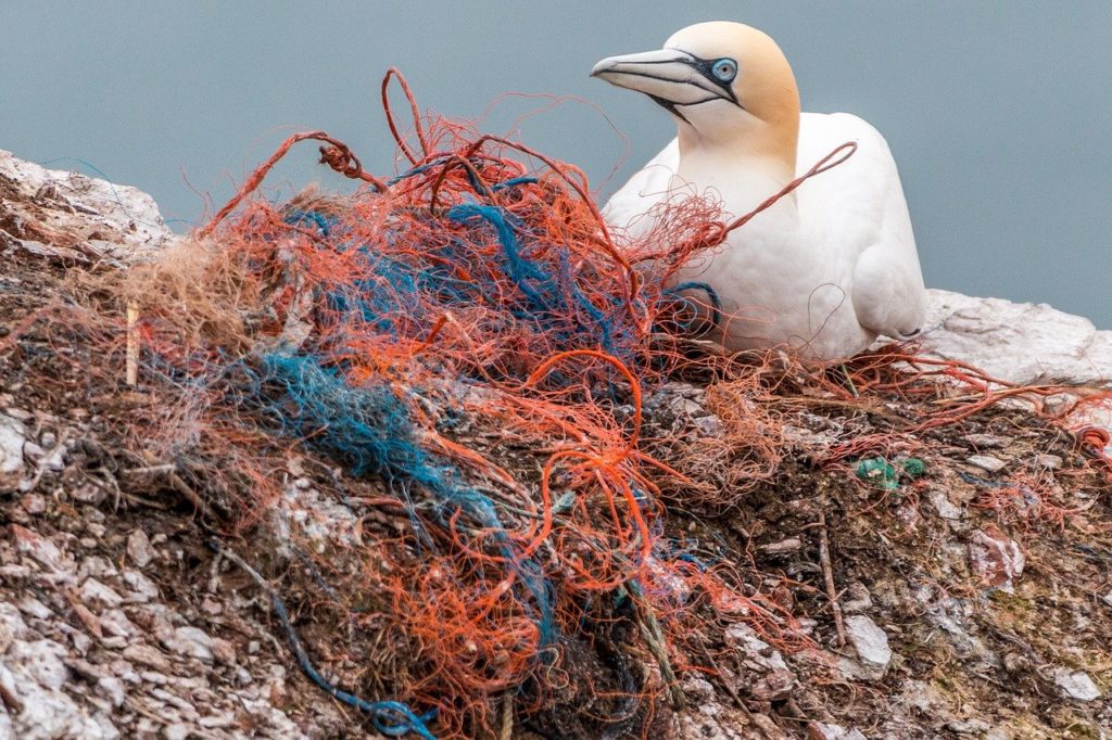 julho sem plastico e como reduzir o uso de plástico. pra todos verem: um pássaro em cima de plásticos